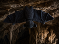 Fledermaus
